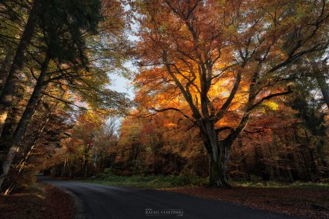 route forêt Auvergne automne