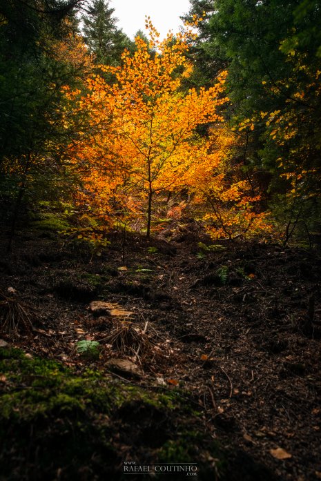 forêt Auvergne Automne