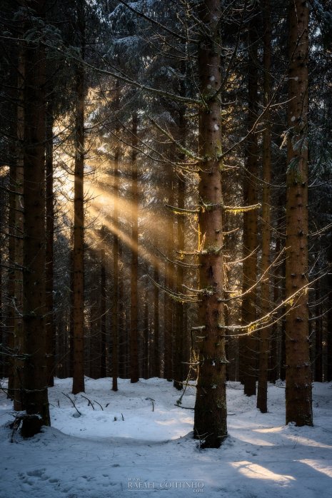 forêt Auvergne neige