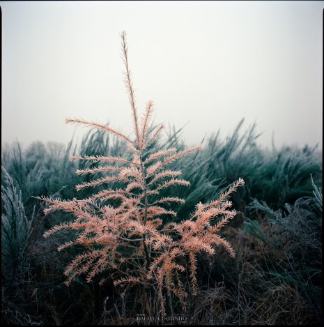 mélèze genets Auvergne hiver