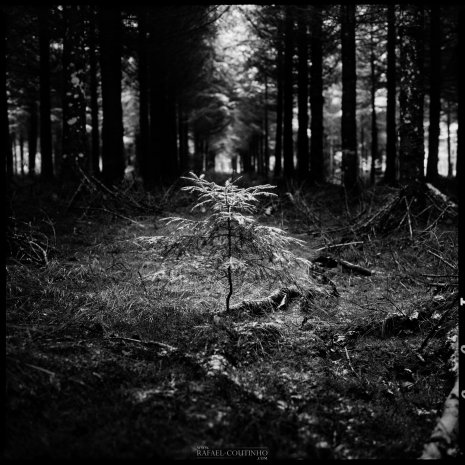 photo argentique noir et blanc fôret