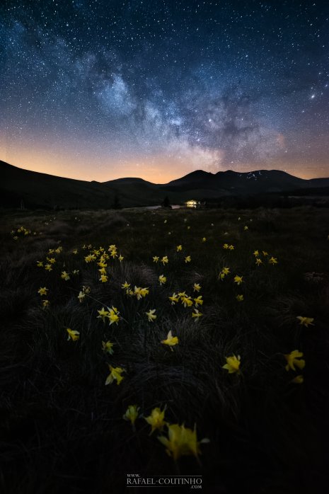 joncquilles voie lactée massif du Sancy Auvergne