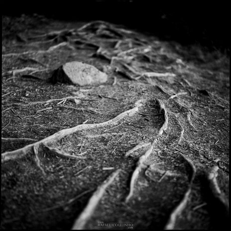 photo argentique noir et blanc racines