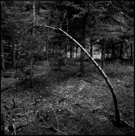 photo argentique noir et blanc fôret