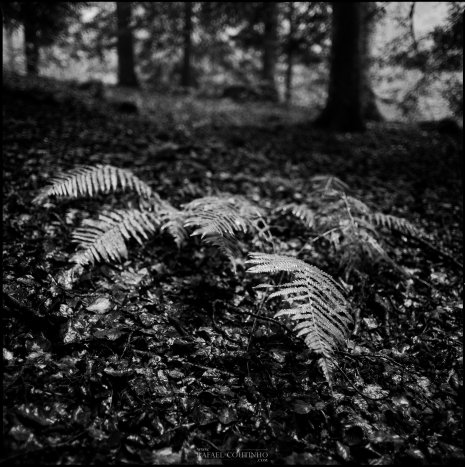 photo argentique noir et blanc fougères