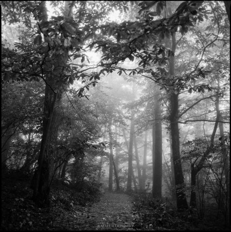 photo argentique noir et blanc fôret brume