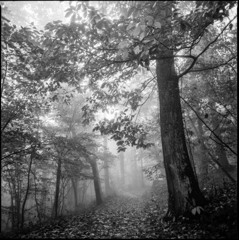 photo argentique noir et blanc fôret brume