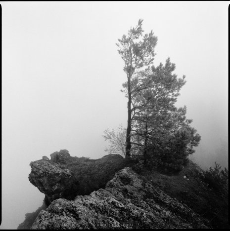 photo argentique noir et blanc arbre brume