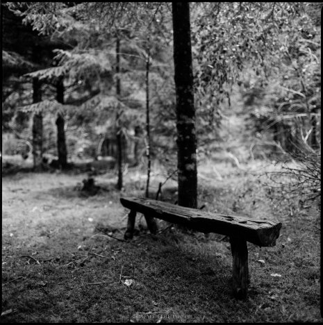 photo argentique noir et blanc fôret banc