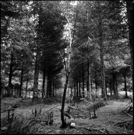 photo argentique noir et blanc fôret