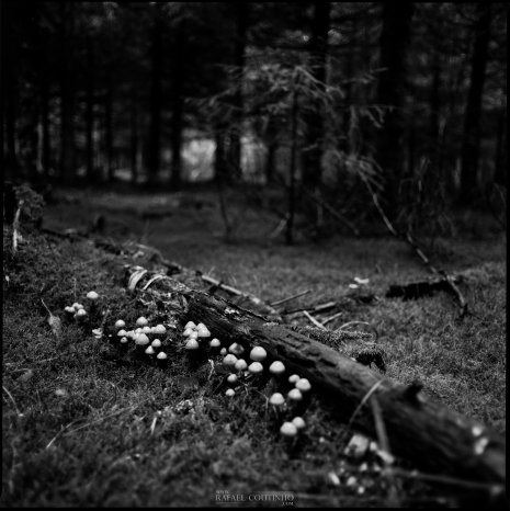 photo argentique noir et blanc fôret champignons