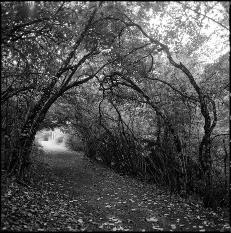 photo argentique noir et blanc fôret