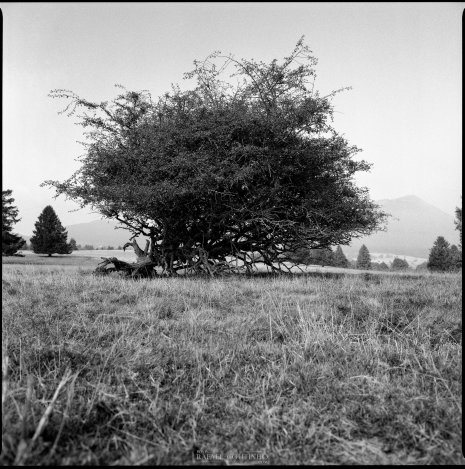 photo argentique noir et blanc arbre