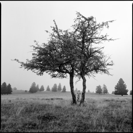 photo argentique noir et blanc arbre
