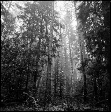 photo argentique noir et blanc fôret brume