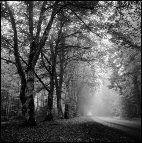 photo argentique noir et blanc fôret route