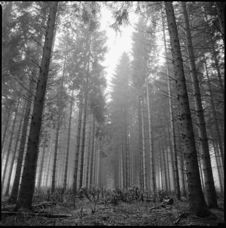 photo argentique noir et blanc fôret brume