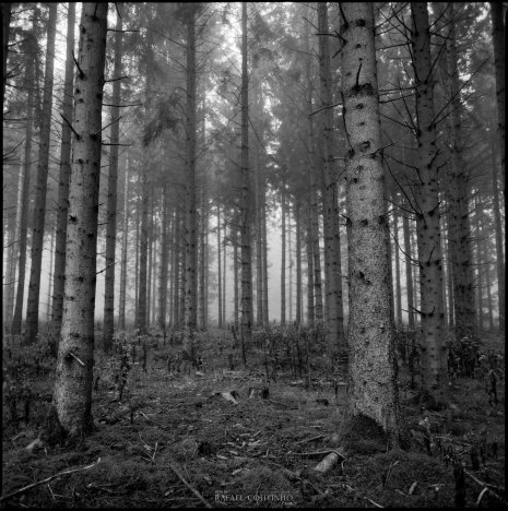 photo argentique noir et blanc fôret brume