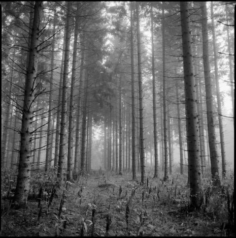 photo argentique noir et blanc fôret brume