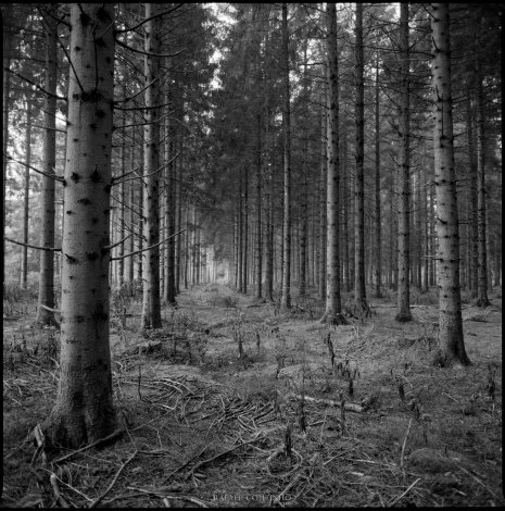 photo argentique noir et blanc fôret