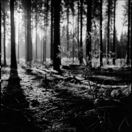 photo argentique noir et blanc fôret