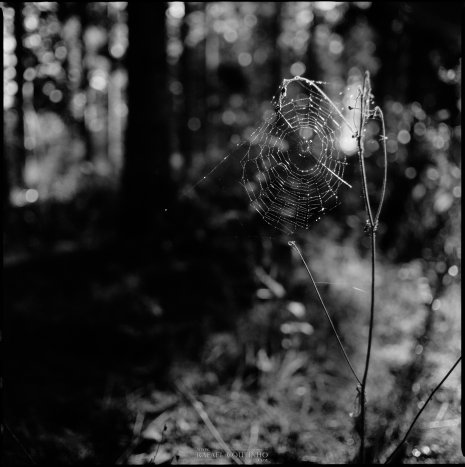 photo argentique noir et blanc fôret toile araignée