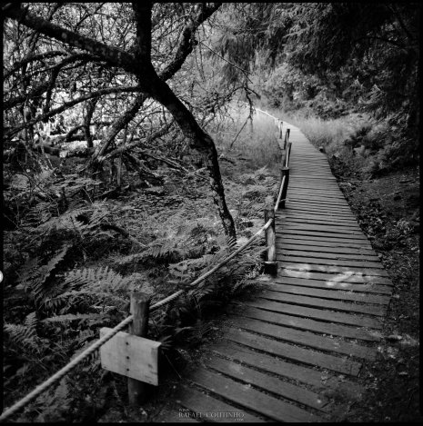 photo argentique noir et blanc fôret passerelle