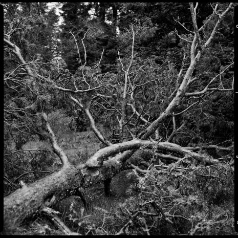 photo argentique noir et blanc fôret