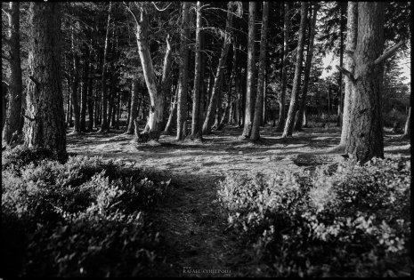 photo argentique noir et blanc fôret