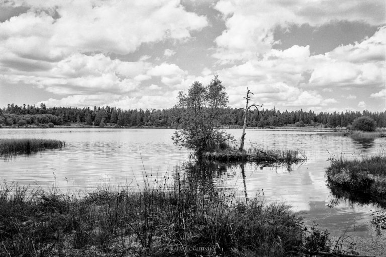 Galerie argentique Autour de l'Arbre