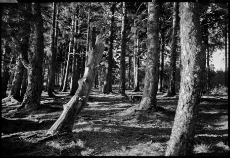 photo argentique noir et blanc fôret