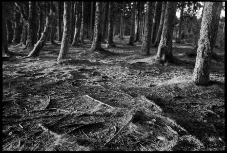 photo argentique noir et blanc fôret