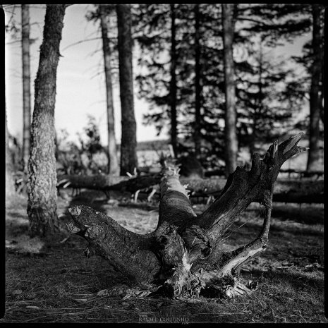 photo argentique noir et blanc fôret