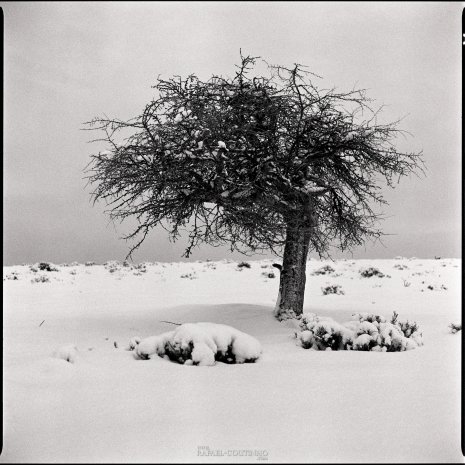 photo argentique noir et blanc arbre neige