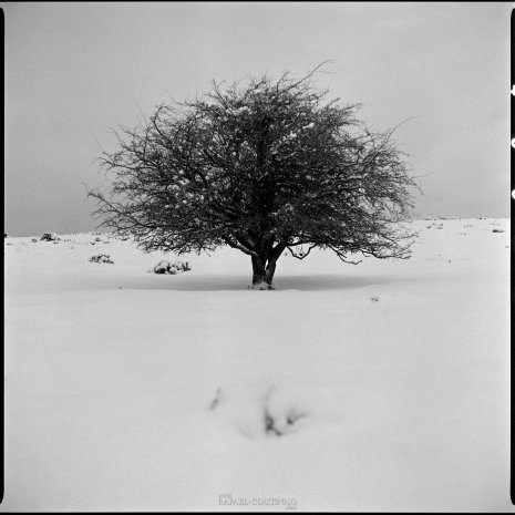 photo argentique noir et blancarbre neige