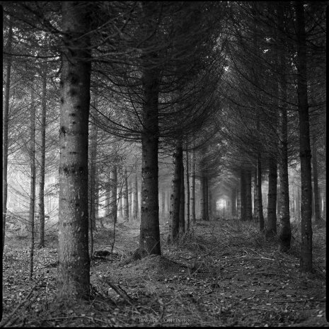 photo argentique noir et blanc fôret brume