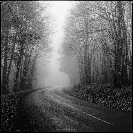 photo argentique noir et blanc fôret route brume