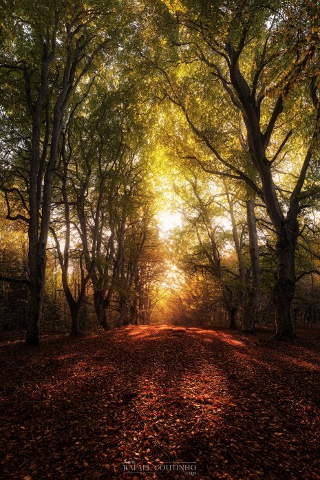 forêt automne auvergne allagnat hêtraie